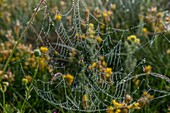 Frankreich, Lozere, Regionaler Naturpark Aubrac, mit Morgentau bedecktes Spinnennetz