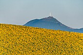 France, Puy de Dome, sunflower field near Billom, Chaine des Puys, area listed as World Heritage by UNESCO, Regional Natural Park of the Auvergne Volcanoes