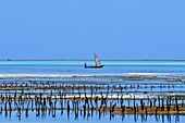 Tanzania, Zanzibar, Jambiani, seaweed farming