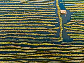 Myanmar (Burma), Shan State, Inle Lake, Kela Floating Gardens (aerial view)