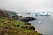 Grönland, Westküste, Disko Insel, Qeqertarsuaq, Wanderer an der Küste und Eisberge im Nebel im Hintergrund
