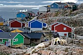 Greenland, west coast, Uummannaq, the sled dog breeder Malti Suulutsun wearing bear skin trousers
