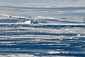 Grönland, Nordwestküste, Smith-Sund nördlich der Baffin Bay, gebrochene Stücke arktischen Meereises und riesiger Eisberg im Hintergrund in Richtung der kanadischen Küste von Ellesmere Island