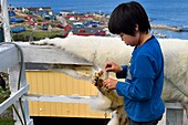 Greenland, west coast, Baffin Bay, Upernavik, young Inuit man showing a skin of a polar bear hunted by his father