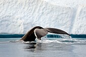 Grönland, Westküste, Diskobucht, Ilulissat, von der UNESCO zum Weltnaturerbe erklärter Eisfjord, der die Mündung des Sermeq-Kujalleq-Gletschers ist, Schwanz eines tauchenden Buckelwals (Megaptera novaeangliae) vor einem Eisberg