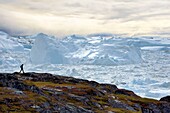 Greenland, west coast, Disko Bay, Ilulissat, hiker on the edge of the icefjord listed as World heritage by UNESCO that is the mouth of the Sermeq Kujalleq Glacier (Jakobshavn Glacier)