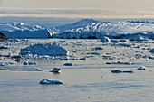 Grönland, Westküste, Diskobucht, Ilulissat, riesige Eisberge im Eisfjord, der von der UNESCO zum Weltkulturerbe erklärt wurde