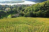 France, Rhone, Condrieu, Cotes du Rhone, AOC Condrieu, Viognier grape variety