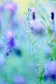 Frankreich, Corse du Sud, Pianotolli Cardarello, Blumen