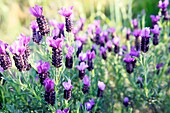France, Corse du Sud, Pianotolli Cardarello, butterfly lavender (lavandula stoechas)