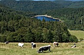 France, Vosges, Hautes Vosges, to Le Hohneck, Route des Cretes, pastures, Vosgian cows, la Lande lake