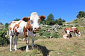 Frankreich, Hautes Alpes, Haut Champsaur, Ancelle, Col de Moissiere, Kühe in Freiheit auf einer Hochgebirgsweide