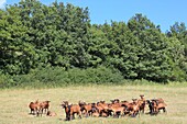 France, Hautes Alpes, Saint Bonnet en Champsaur, farm goats Coste Joffre
