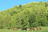 Frankreich, Hautes Alpes, Valgaudemar-Tal, Saint Firmin, Pferde auf einer Wiese