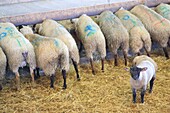 France, Ille et Vilaine, Emerald Coast, Mont Saint Michel Bay, listed as World Heritage by UNESCO, Roz sur Couesnon, salt meats lamb (PDO) and sheep à l' cowshed