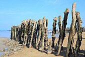 France, Ille et Vilaine, Emerald Coast, Saint Malo, Sillon beach with its wooden breakwaters
