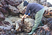 Frankreich, Ille et Vilaine, Smaragdküste, Saint Lunaire, Scheren von Algen am Strand während der Flut, um sie zu Gourmet-Produkten zu verarbeiten und unter der Marke Alg'Emeraude zu verkaufen