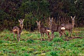 Frankreich, Landes, Arjuzanx, das Nationale Naturreservat von Arjuzanx entstand auf dem Gelände eines ehemaligen Braunkohleabbaus und beherbergt Kraniche und Hirsche (Capreolus capreolus)