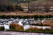 Frankreich, Landes, Arjuzanx, das Nationale Naturreservat von Arjuzanx wurde auf dem Gelände eines ehemaligen Braunkohleabbaus eingerichtet und empfängt jedes Jahr Zehntausende von Kranichen (Grus grus), die hier überwintern.
