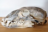Greenland, west coast, Baffin Bay, Upernavik, the museum, bear skull