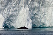 Greenland, west coast, Disko Bay, Ilulissat, icefjord listed as World heritage by UNESCO that is the mouth of the Sermeq Kujalleq Glacier, humpback whale (Megaptera novaeangliae)