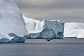 Greenland, west coast, Disko Bay, Ilulissat, icefjord listed as World heritage by UNESCO that is the mouth of the Sermeq Kujalleq Glacier, tail of a diving humpback whale (Megaptera novaeangliae) in front of an iceberg