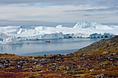 Greenland, west coast, Disko Bay, Ilulissat, icefjord listed as World heritage by UNESCO that is the mouth of the Sermeq Kujalleq Glacier (Jakobshavn Glacier), hike on the site of Sermermiut and fishing boat at the foot of icebergs