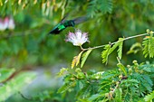 France, French Guiana, Cayenne, The Kaw Marsh Nature Reserve, green tailed goldenthroat hummingbird (Polytmus theresiae)