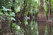 Frankreich, Französisch-Guayana, Cayenne, Naturschutzgebiet Kaw Marsh, Fluss Kaw