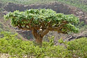 Yemen, Socotra Governorate, Socotra Island, listed as World Heritage by UNESCO, Homhil Natural Reserve, Incense tree (Boswellia Elongata)