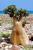 Jemen, Gouvernement Sokotra, Insel Sokotra, von der UNESCO in die Liste des Welterbes aufgenommen, Naturreservat Homhil, Adenium, Wüstenrose (Adenium obesum subsp socotranum)
