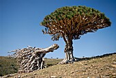 Jemen, Gouvernement Socotra, Insel Socotra, von der UNESCO in die Liste des Welterbes aufgenommen, Dicksam, Wald des Socotra-Drachenbaums (Dracaena cinnabari), endemische Art