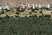 Yemen, Hadhramaut Governorate, Wadi Do'an, Khaila, mud houses