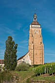 Frankreich, Jura, Arbois, der Glockenturm der Kirche Saint Juste überragt die Weinberge von 75 m