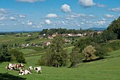 Frankreich, Jura, Arbois, das Dorf Montigny les Arsures und eine Herde von Montbeliarde-Kühen