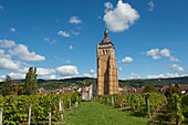 Frankreich, Jura, Arbois, der Glockenturm der Kirche Saint Just überragt mit seinen 65 m den Weinberg