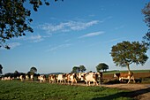 Frankreich, Jura, Arbois, Herden von Montbeliard-Kühen auf Zuchtböden