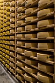 France, Jura, Poligny, the Tourmont cheese dairy, Romain Foleas makes County cheese, ripening cellars