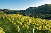 France, Jura, Chateau Chalon, vineyards on hillsides West