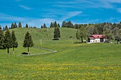 France, Jura, Les Moussieres, landscape of the Bellecombe valley dotted with alpine farms