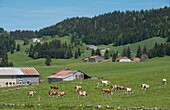 Frankreich, Jura, Weiden und Kuhherden in Richtung Les Moussieres