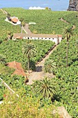 Spanien, Kanarische Inseln, Teneriffa, Provinz Santa Cruz de Tenerife, Icod de los Vinos, Bananenplantage am Meer