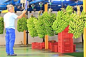 Spain, Canary Islands, Tenerife, province of Santa Cruz de Tenerife, La Caleta de Interian, Banana Company Hermanos Velazquez Luis, Banana Packaging Station