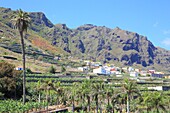 Spain, Canary Islands, Tenerife, province of Santa Cruz de Tenerife, Las Cruces, Banana plantation