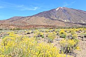 Spain, Canary Islands, Tenerife, province of Santa Cruz de Tenerife, Teide National Park (UNESCO World Heritage) with flowers Descurainia Bourgeauana at the bottom of the volcano Teide (the highest point of Spain)