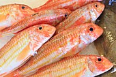 France, Landes, Capbreton, fish market where fishermen directly offer their catch of the day, red mullet