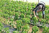 France, Landes, Sort en Chalosse, field of sweet peppers of the Landes under greenhouses