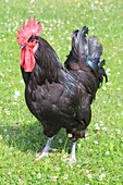 France, Indre et Loire, Sainte Maure de Touraine, Farm Histoires d'Oies, Touraine geline (rooster) outdoors