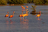 Cuba, Zapata Peninsula, Bay of Pigs, Las Salinas, UNESCO Biosphere Reserve, the largest wetland in Cuba and the Caribbean, flamingo (Phoenicopterus roseus)