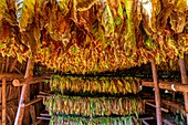 Cuba, Pinar del Rio province, Vinales, Vinales Valley, Vinales National Park listed as World Heritage by UNESCO, tobacco drying rack